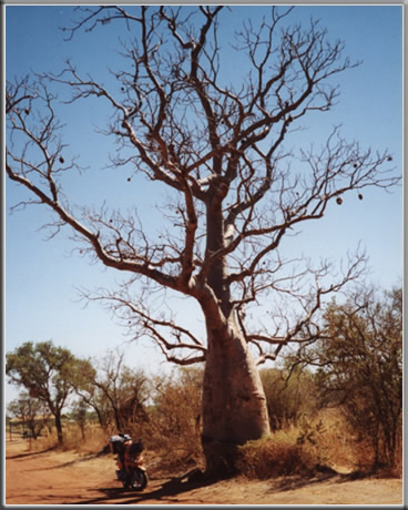 Bolwell scooter under a Boab Tree